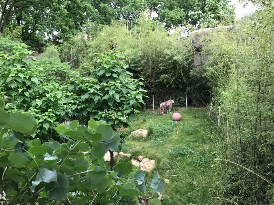 Cat Canyon- White Tiger