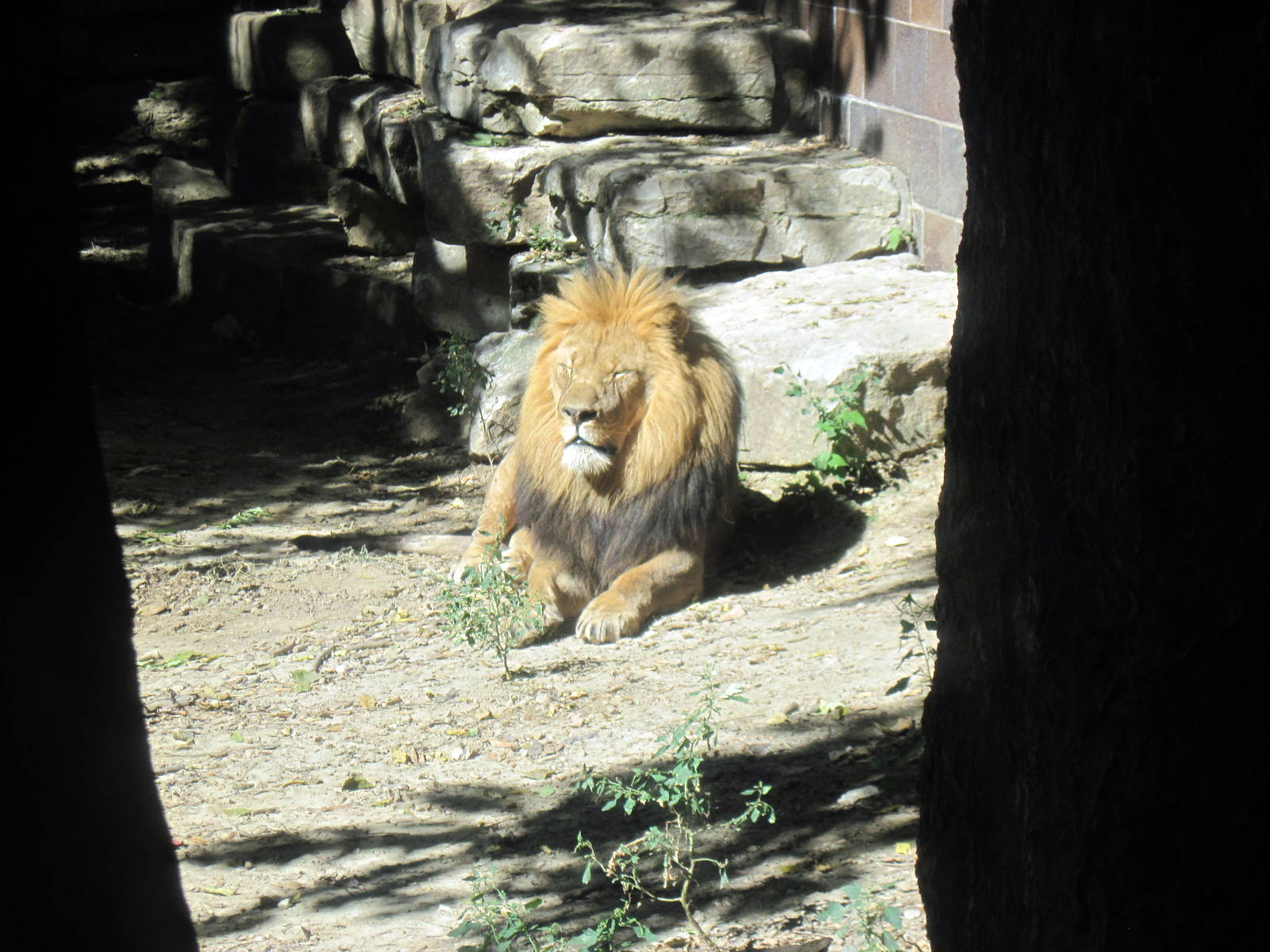 Cat Complex-African Lion