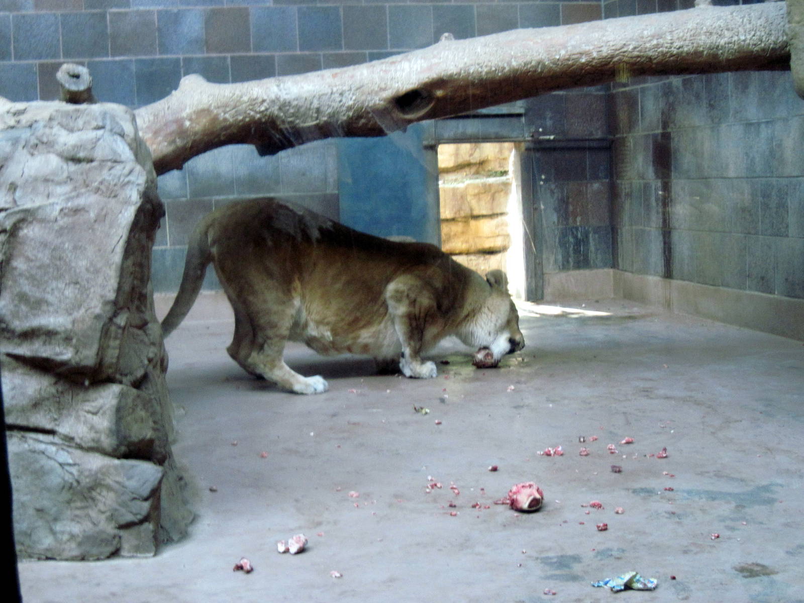Cat Complex-African Lion