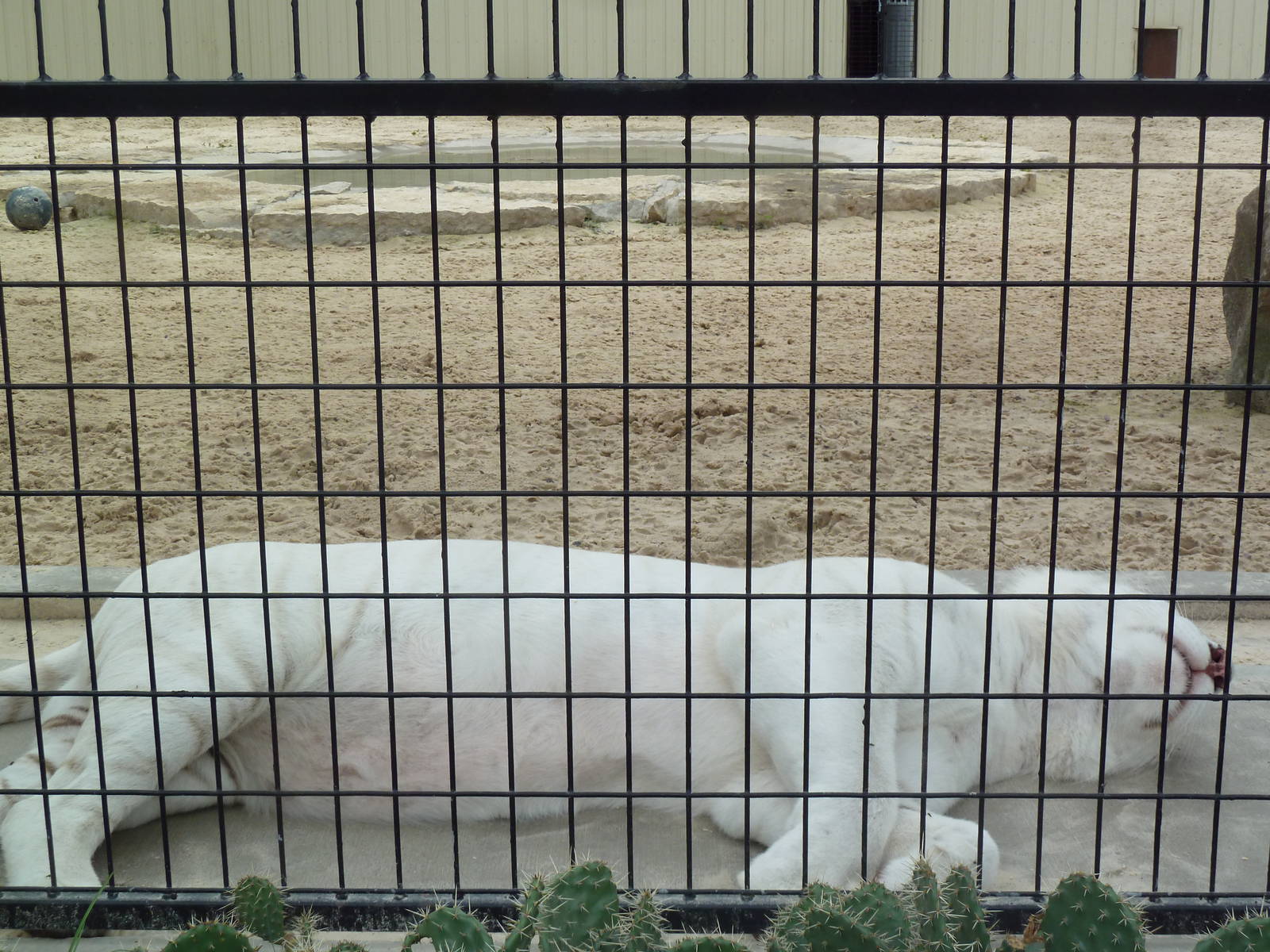 Cat Complex - Almost Pure White Bengal Tiger