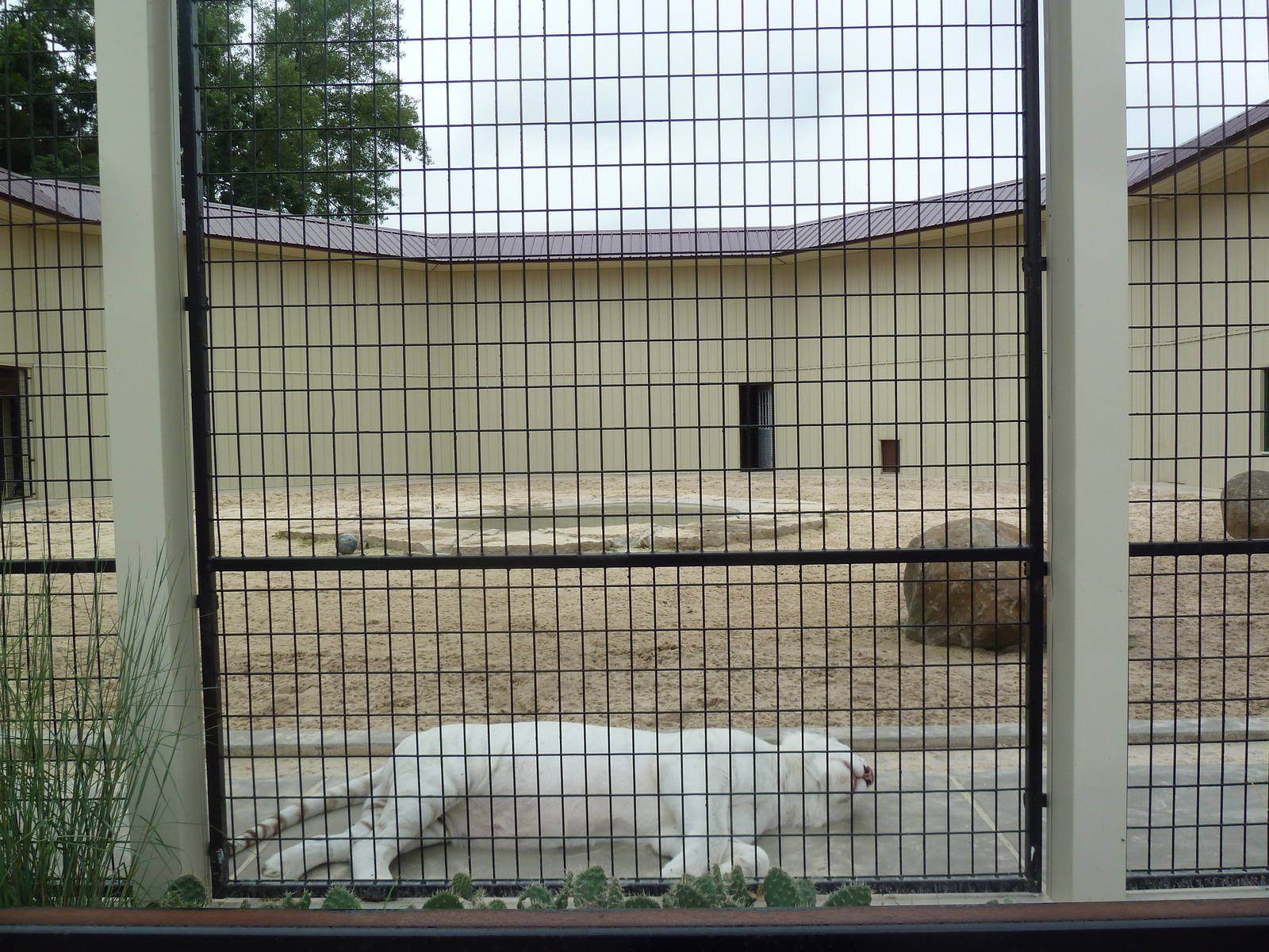 Cat Complex - Almost Pure White Bengal Tiger