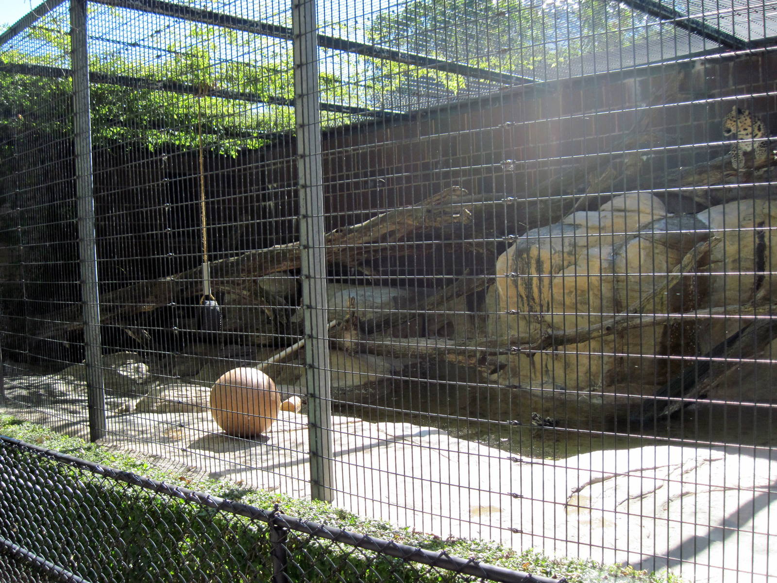 Cat Complex-Amur Leopard Exhibit