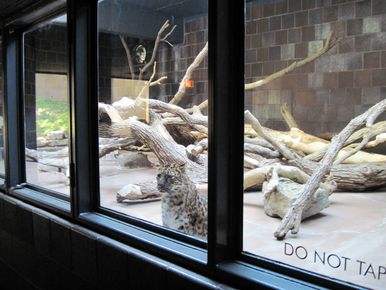 Cat Complex-Amur Leopard Exhibit