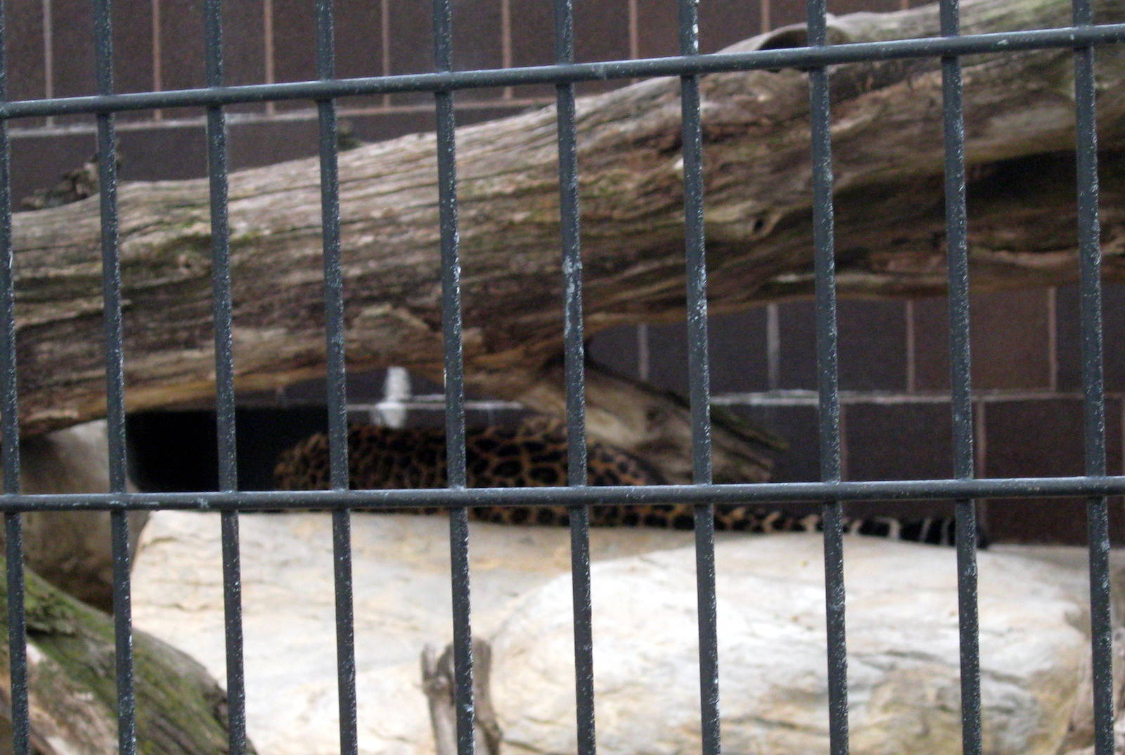 Cat Complex-Amur Leopard