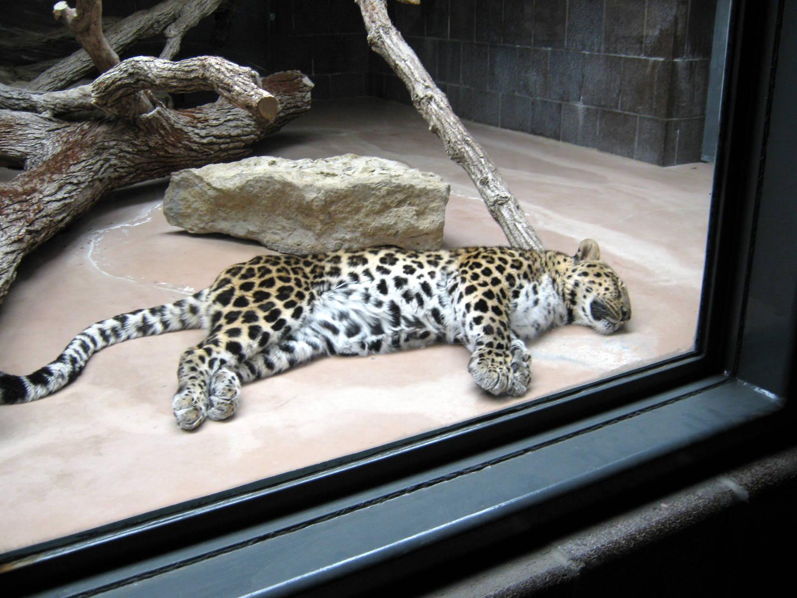 Cat Complex-Amur Leopard