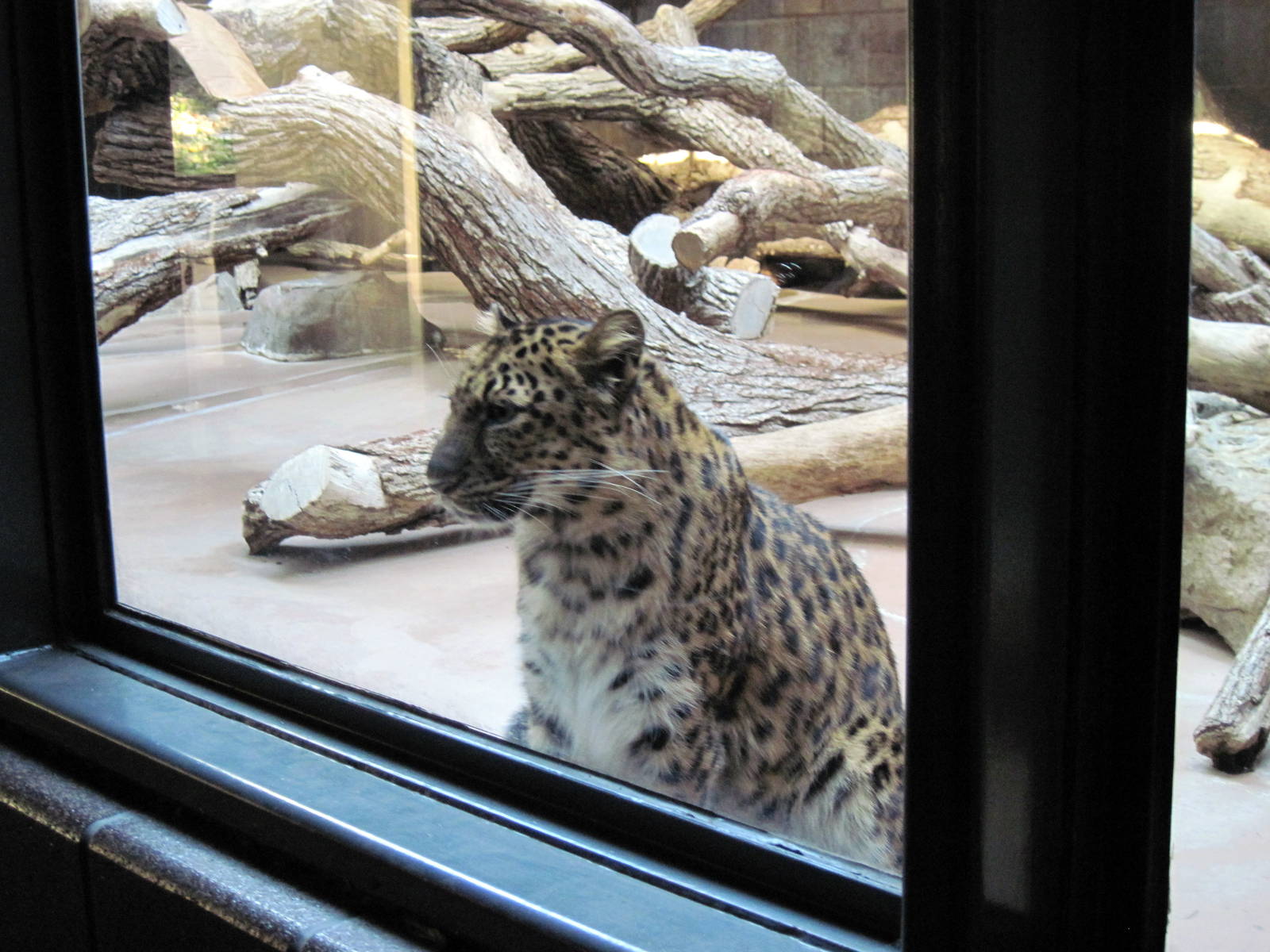 Cat Complex-Amur Leopard
