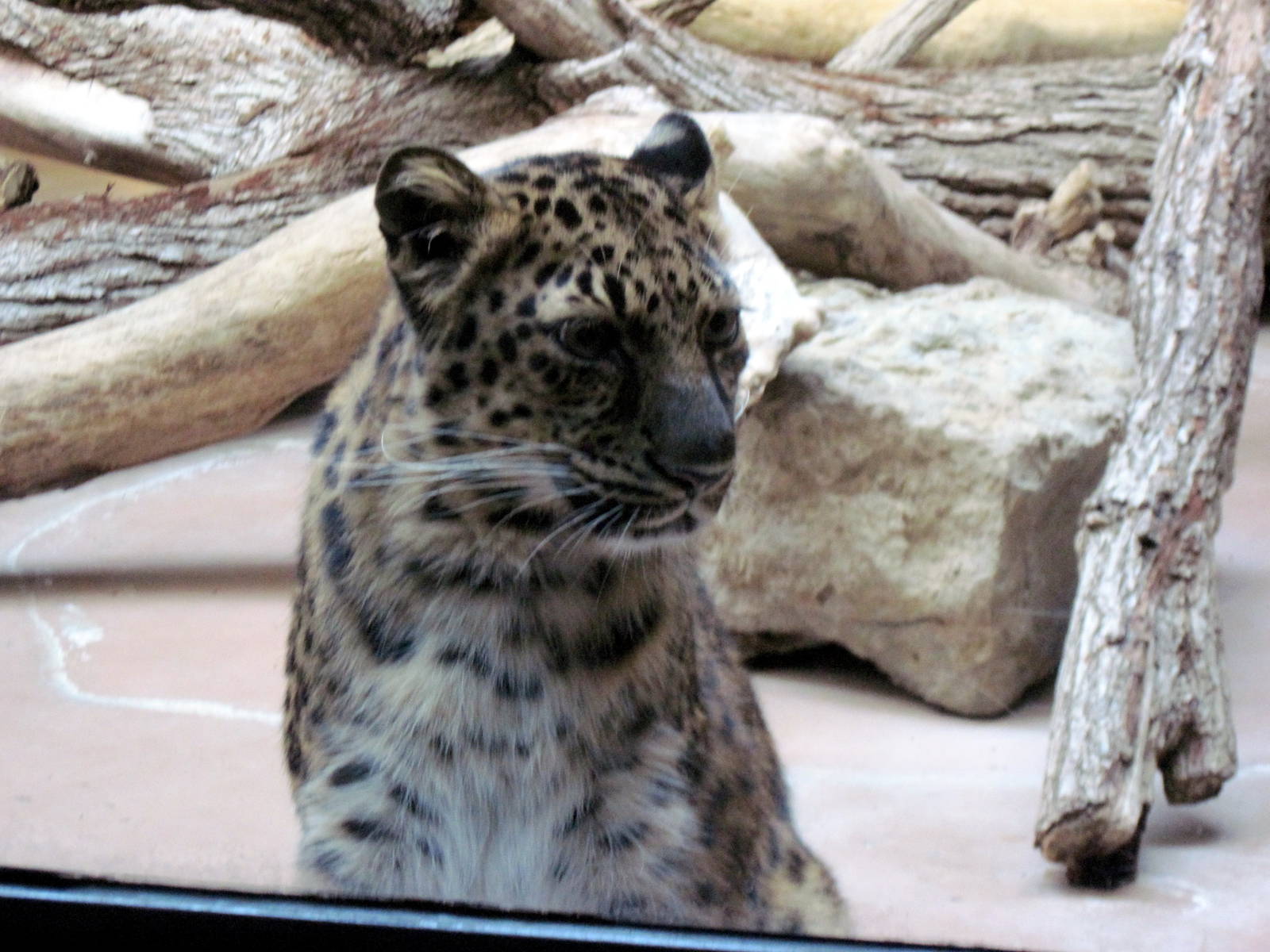 Cat Complex-Amur Leopard