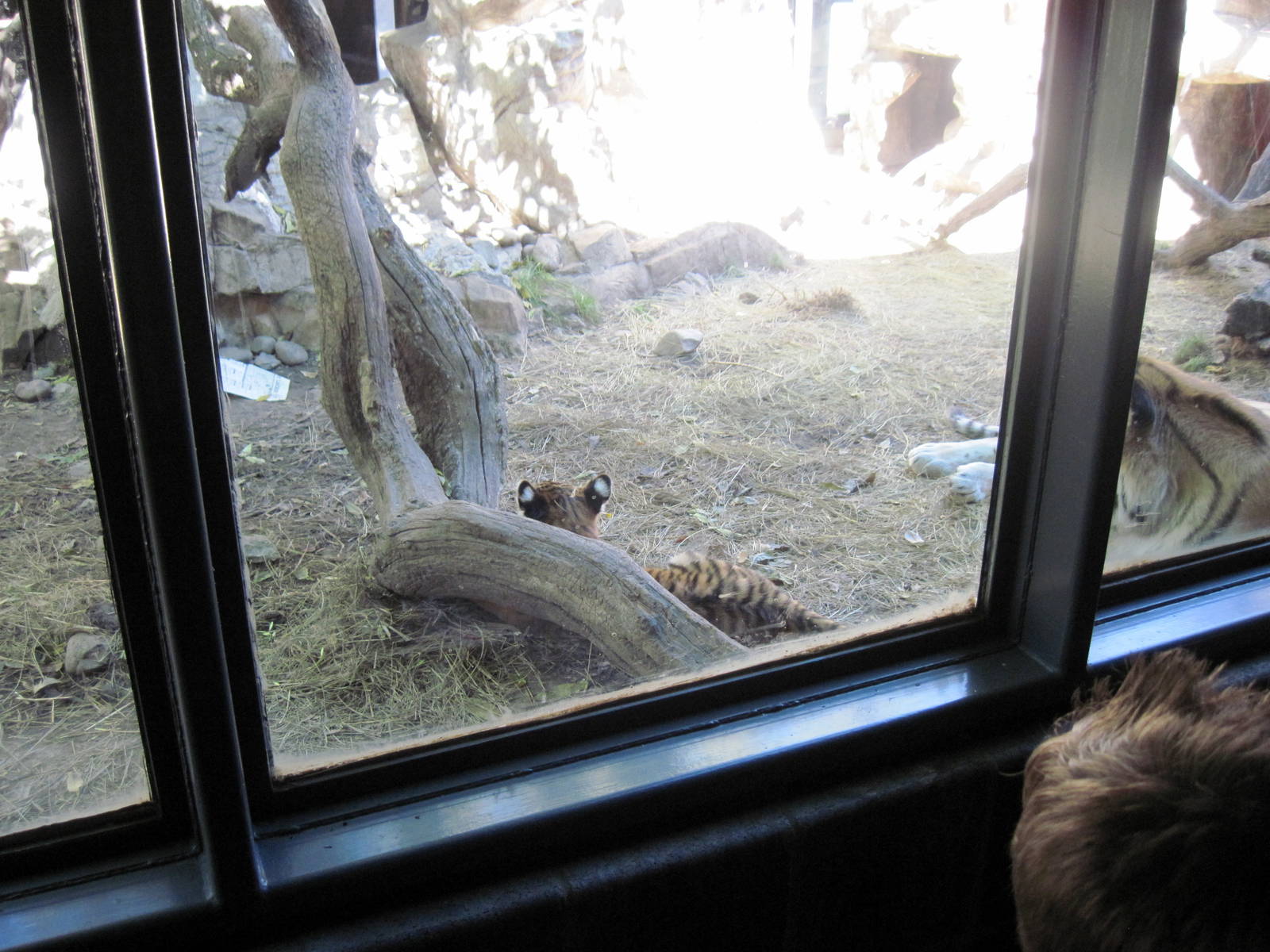 Cat Complex-Amur Tiger Cub