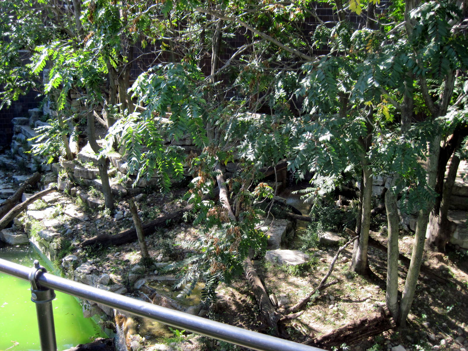 Cat Complex-Amur Tiger Exhibit