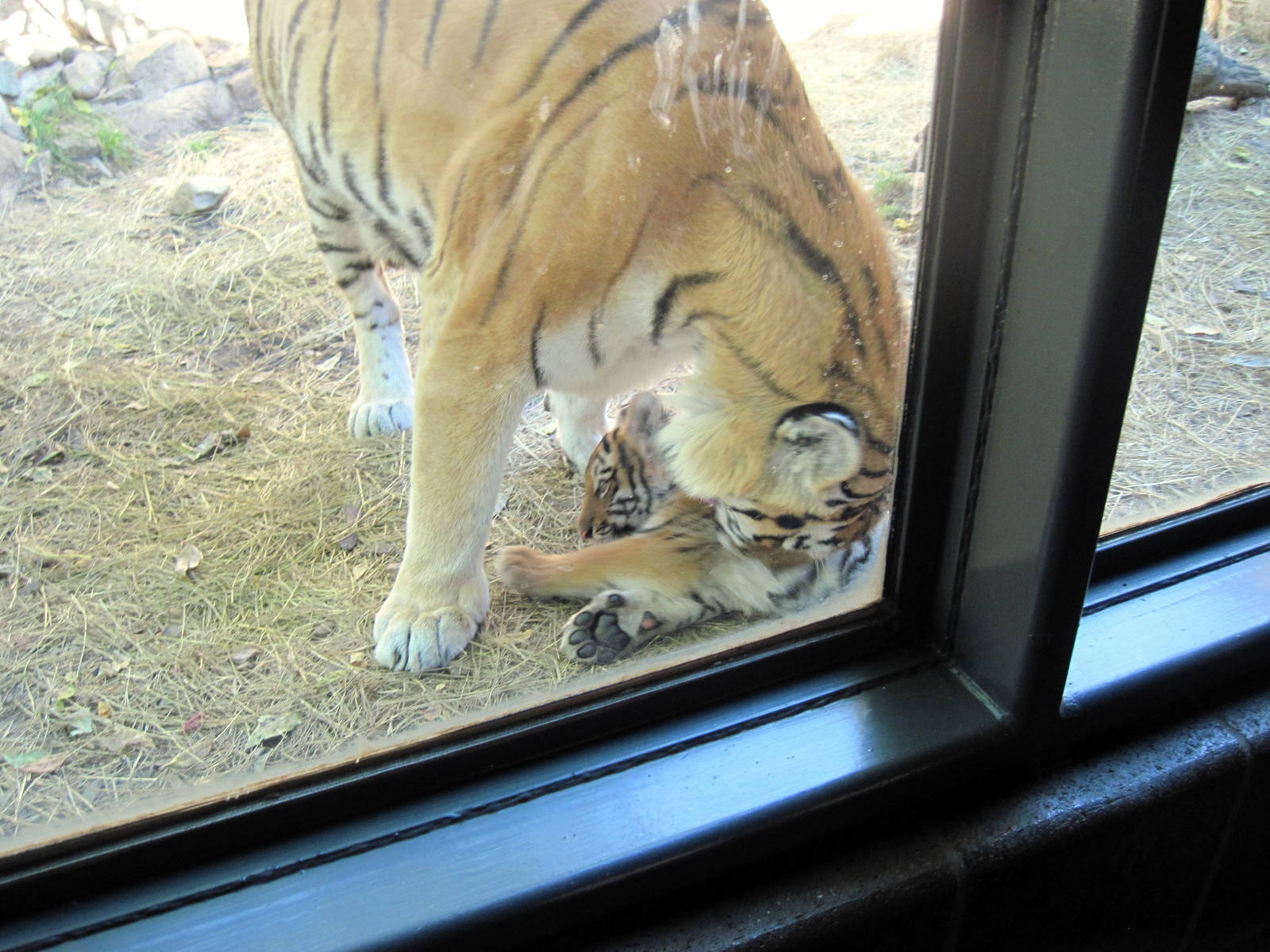 Cat Complex-Amur Tiger with Cub