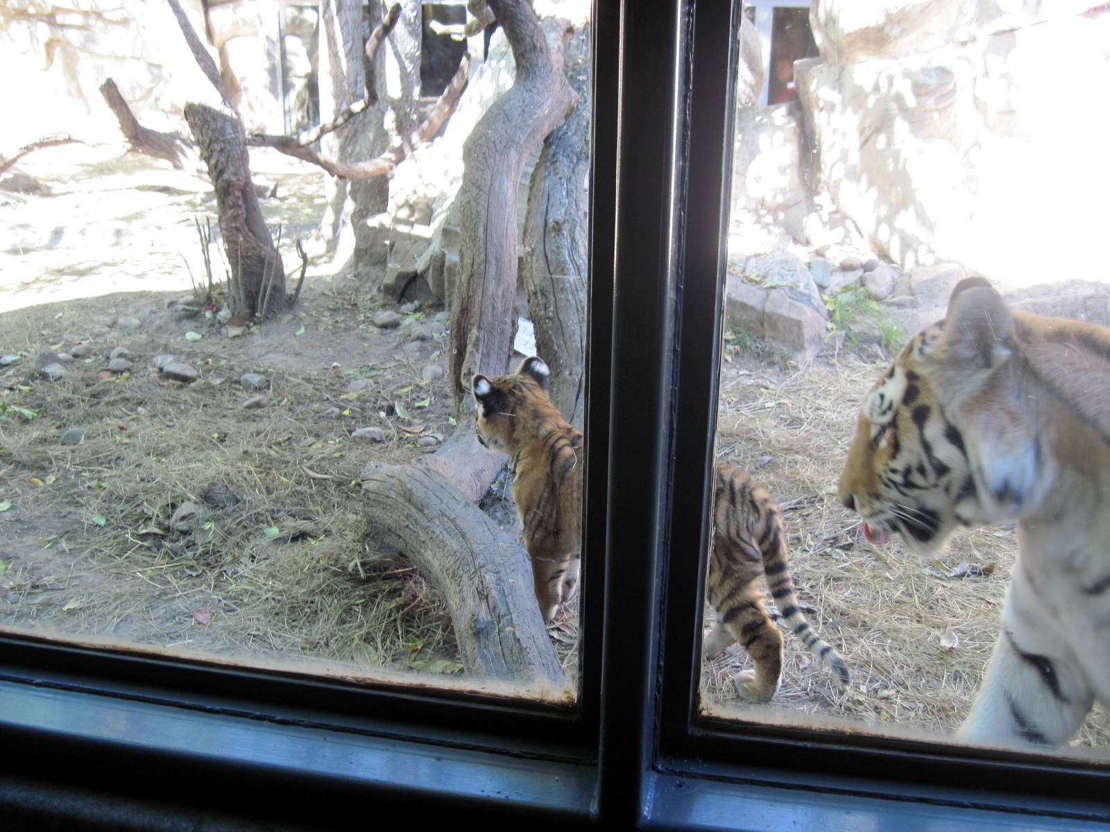 Cat Complex-Amur Tiger with Cub