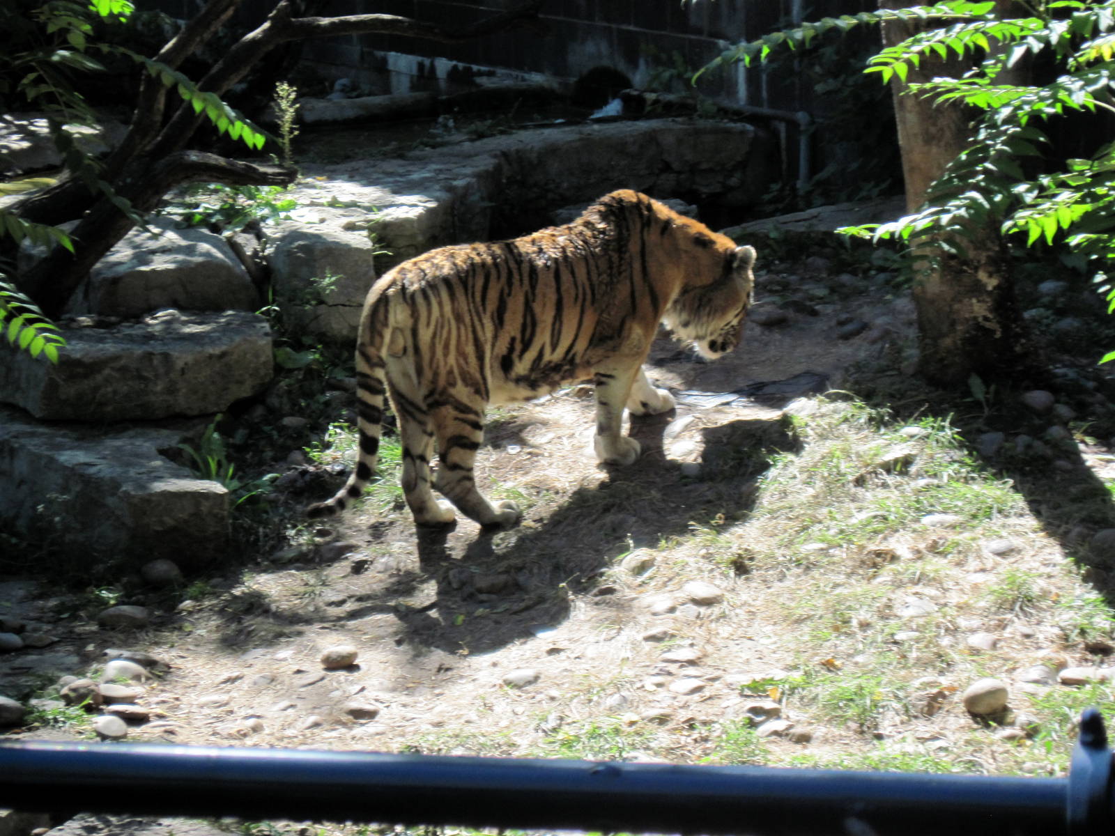 Cat Complex-Amur Tiger