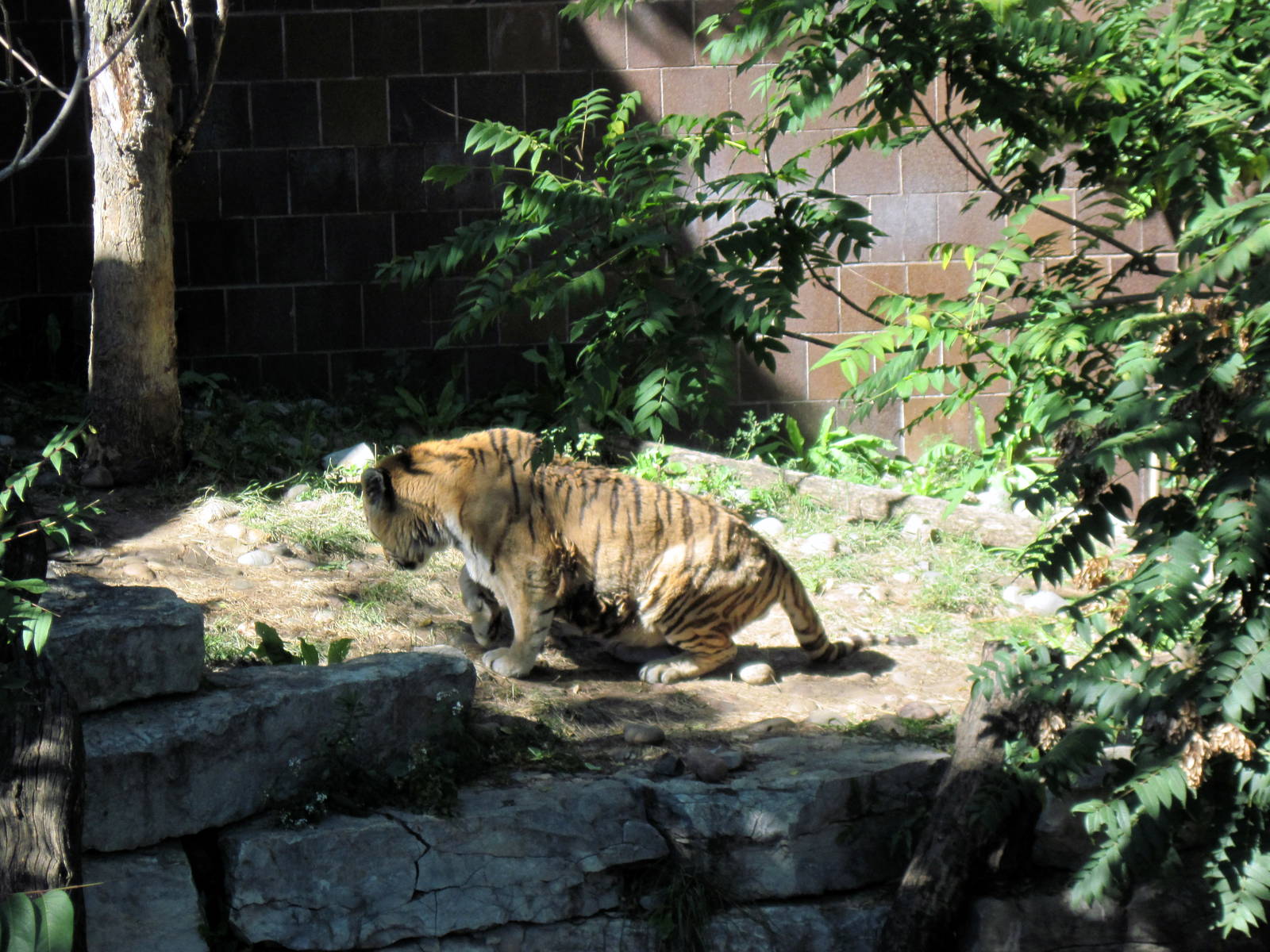 Cat Complex-Amur Tiger