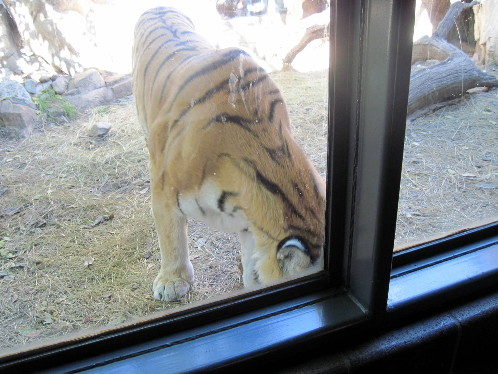 Cat Complex-Amur Tiger