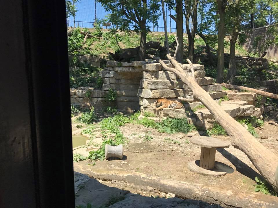 Cat Complex- Amur Tiger