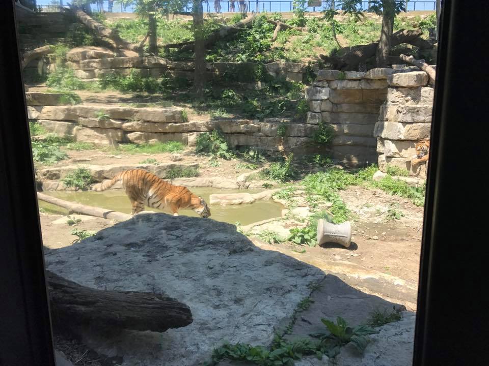 Cat Complex- Amur Tiger