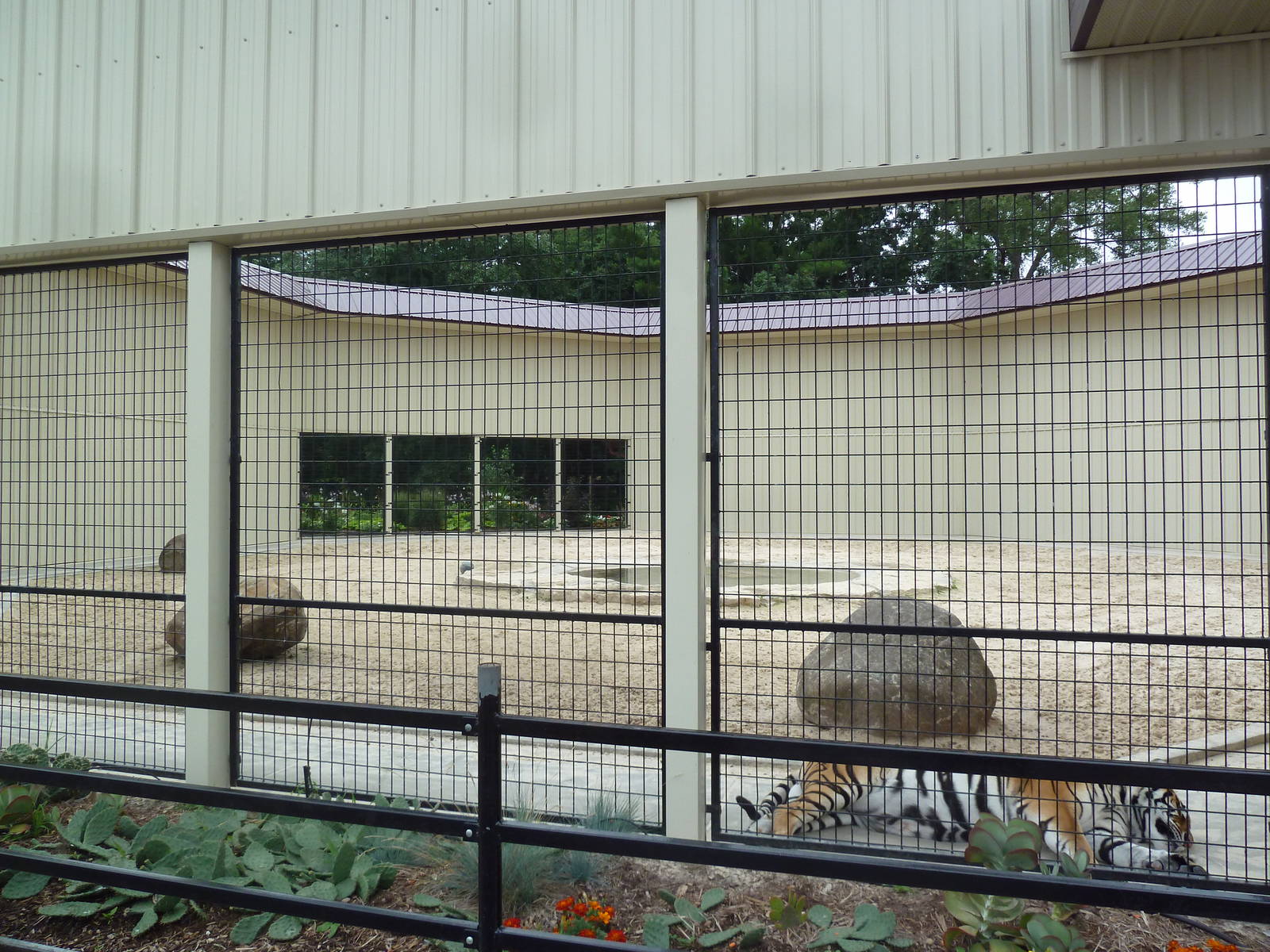 Cat Complex - Bengal Tiger Exhibit