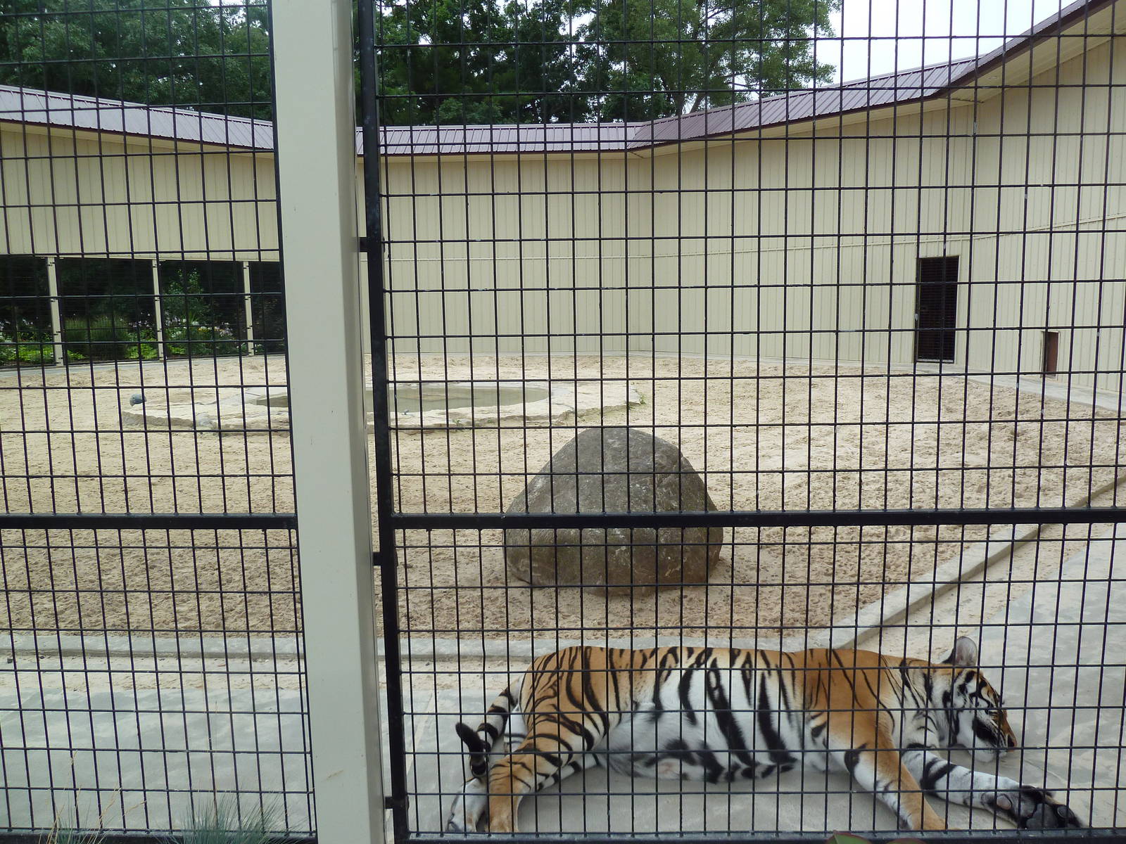 Cat Complex - Bengal Tiger Exhibit