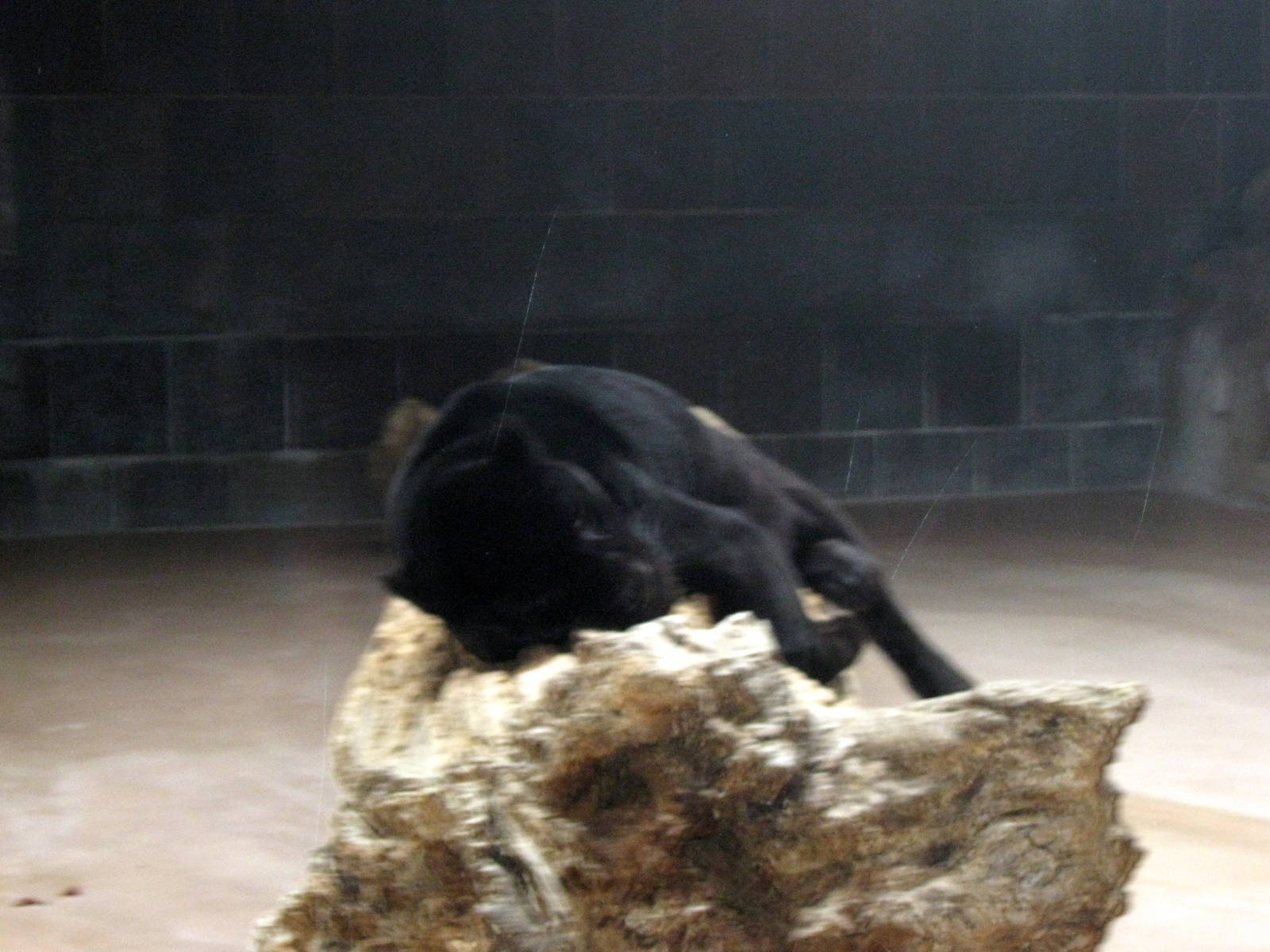 Cat Complex-Black Jaguar