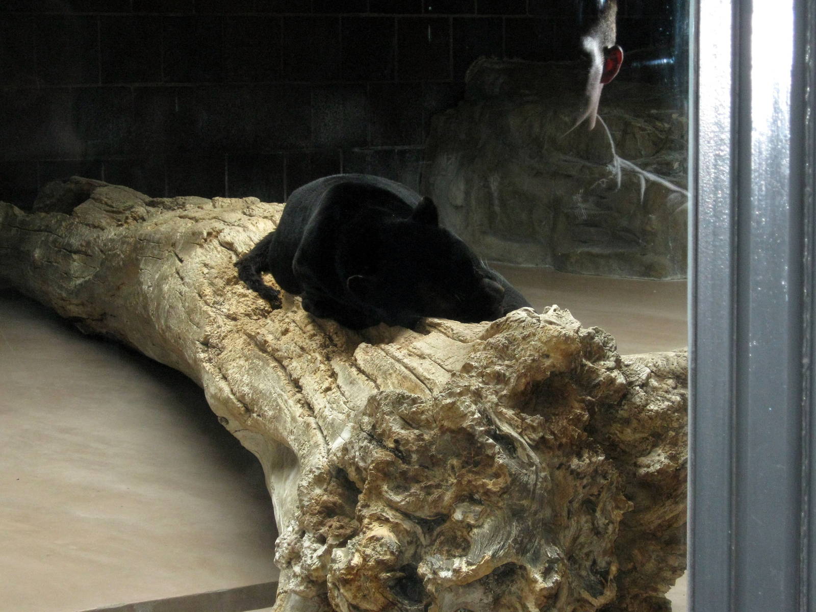 Cat Complex-Black Jaguar