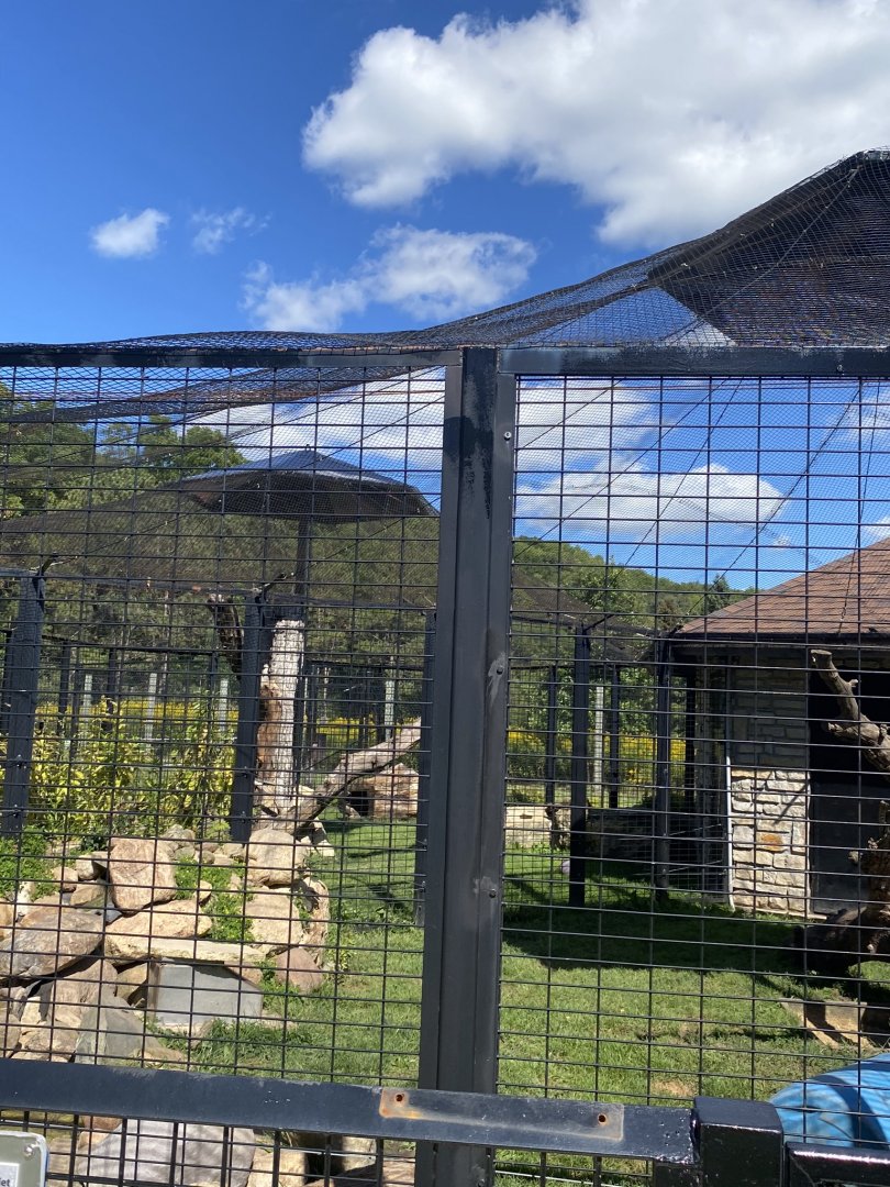 Cat complex- bobcat exhibit