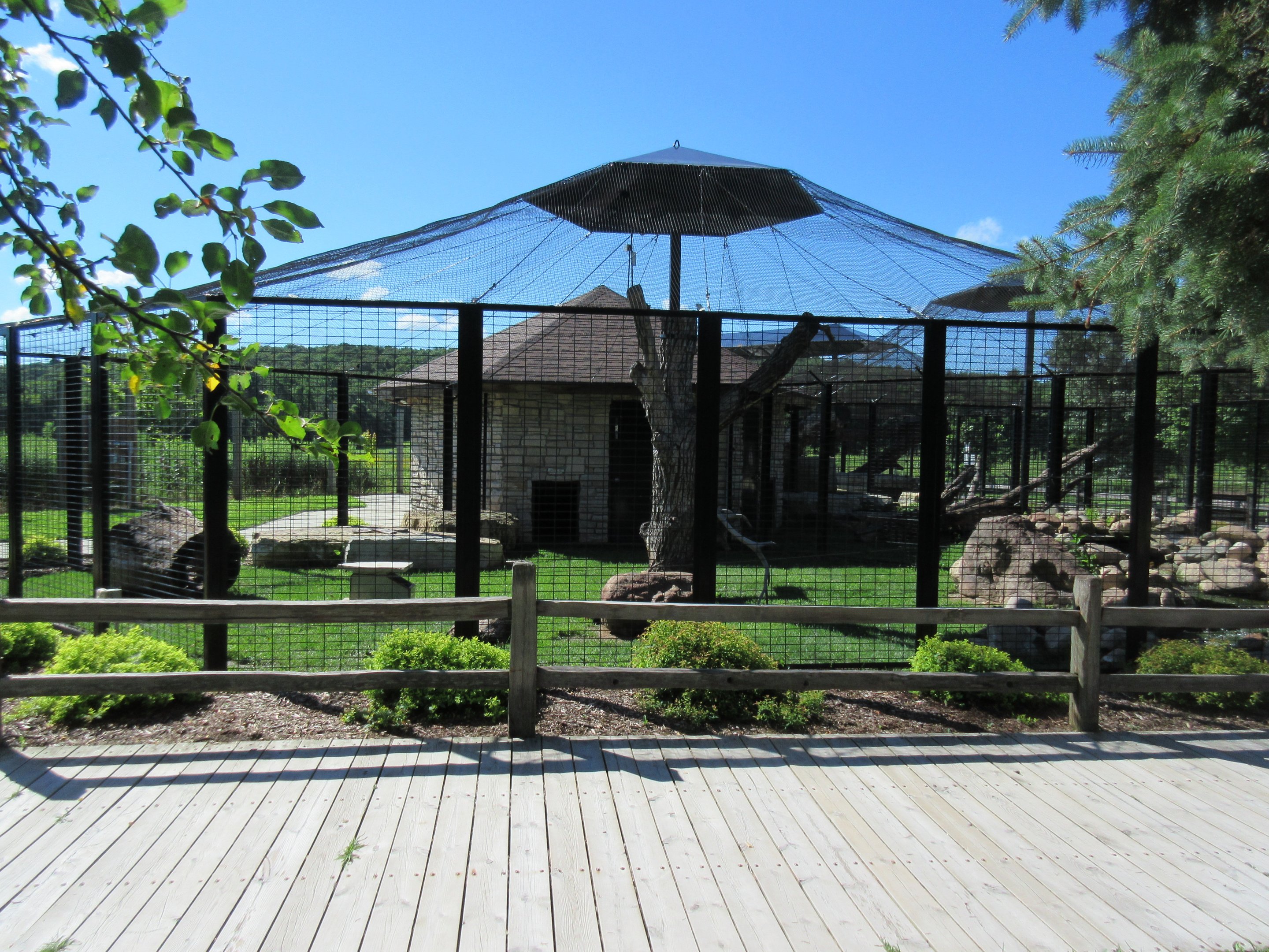 Cat Complex: Canada Lynx Exhibit
