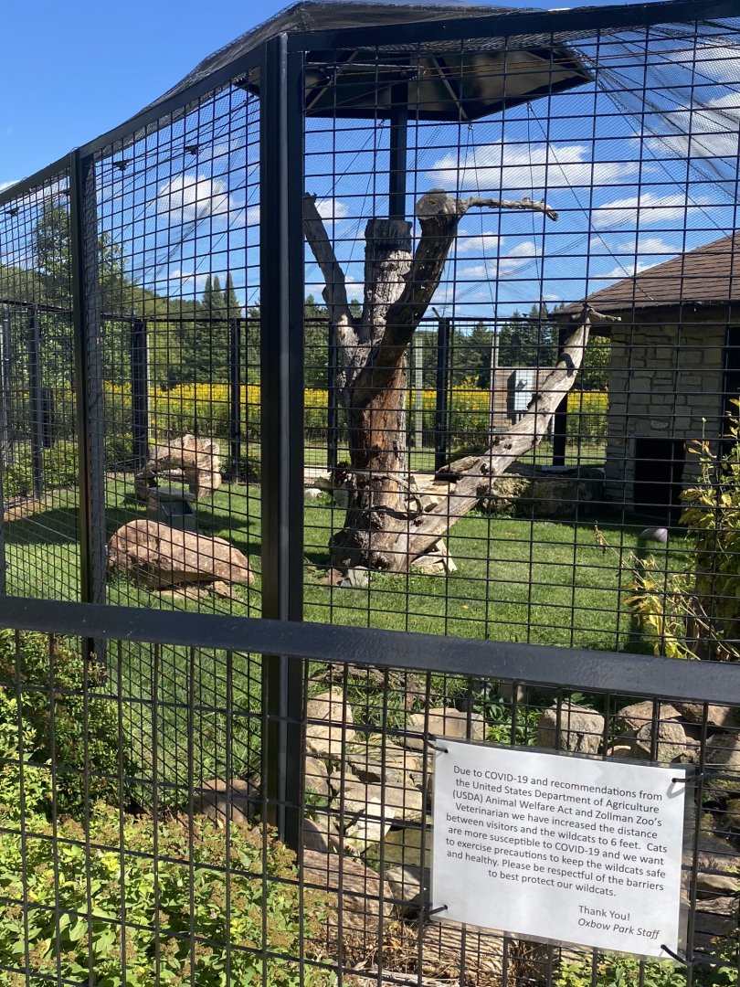 Cat complex- Canadian lynx exhibit