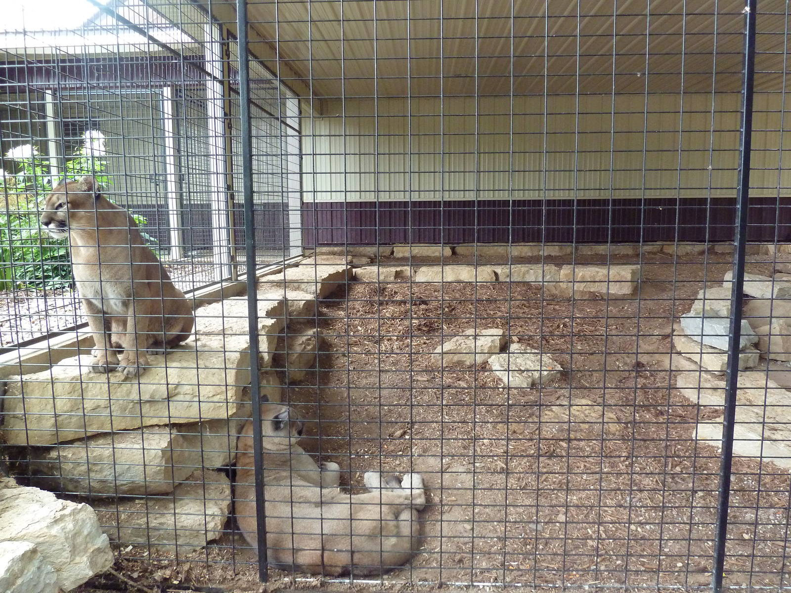 Cat Complex - Cougar Exhibit