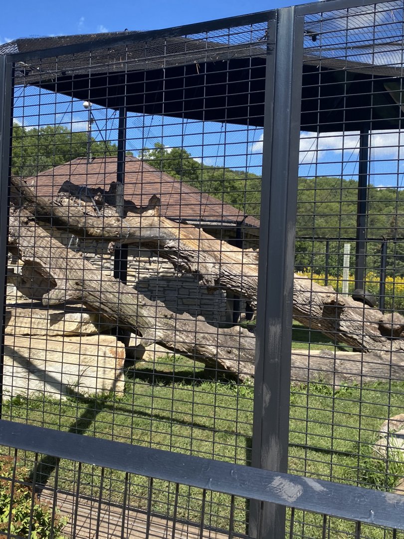 Cat complex- cougar exhibit