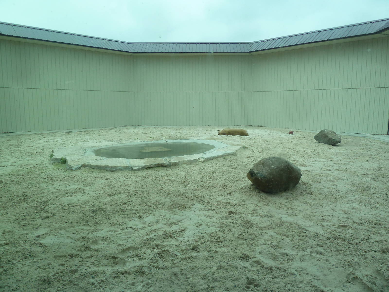 Cat Complex - Desert Lion Exhibit