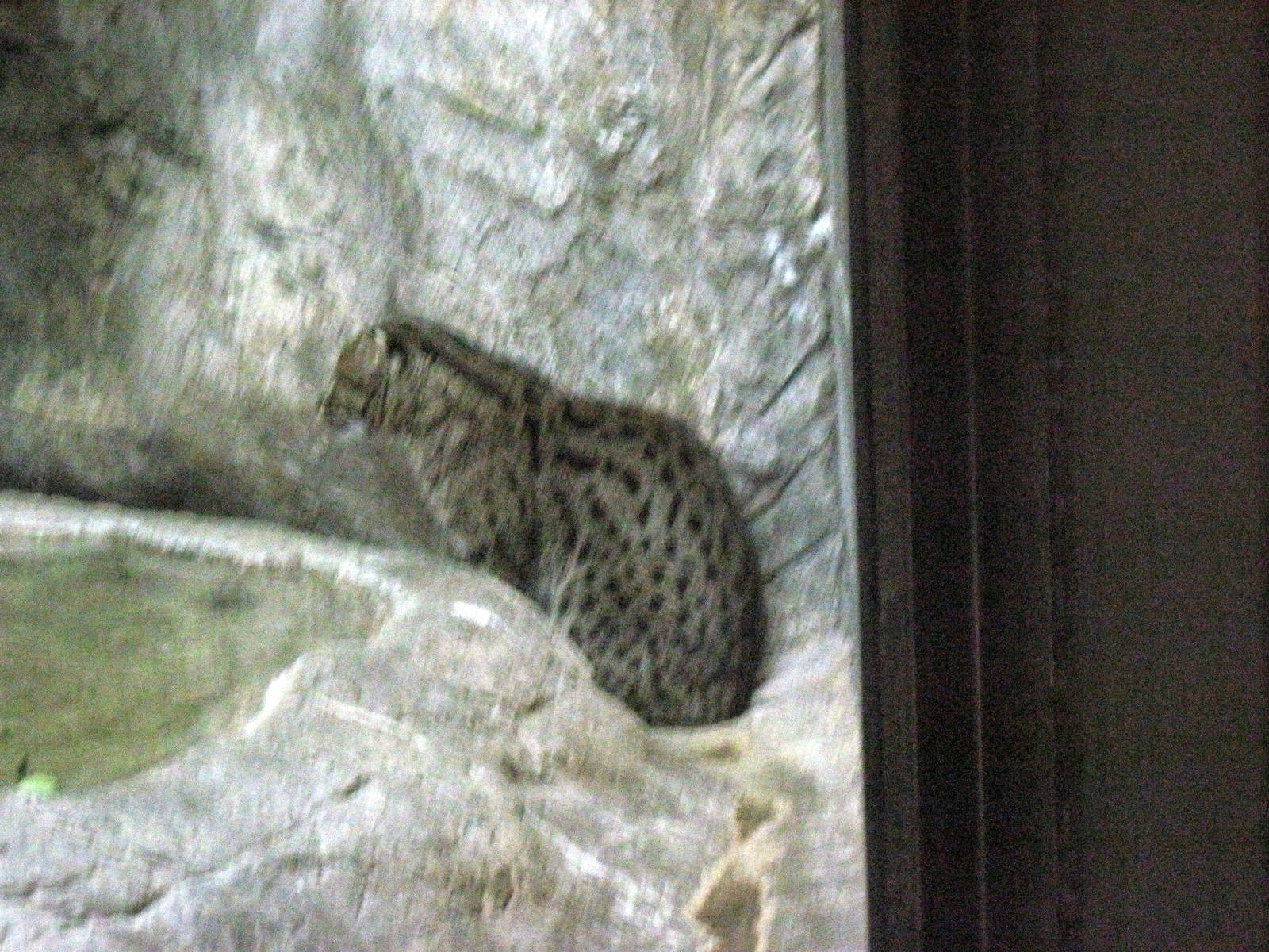 Cat Complex-Fishing Cat