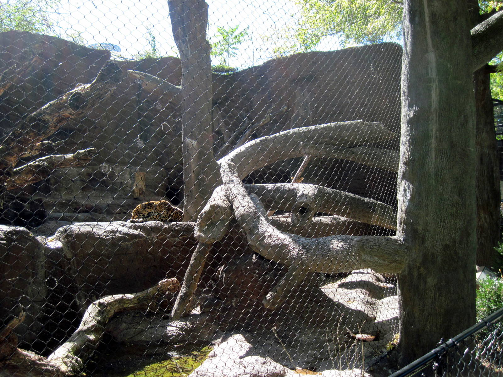 Cat Complex-Jaguar Exhibit