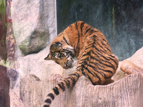 Cat Complex KK-Open zoo