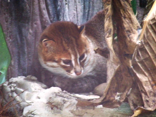 Cat Complex KK-open zoo