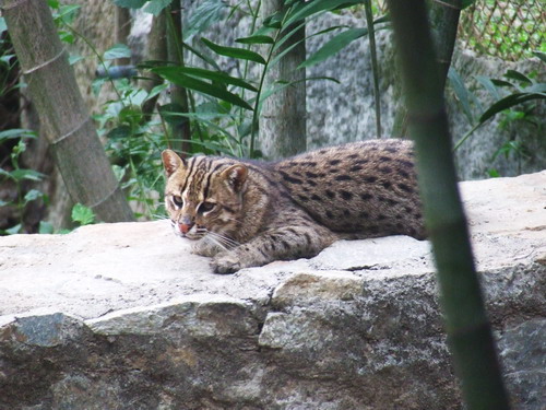 Cat Complex KK-open zoo