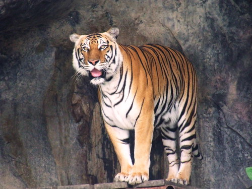 Cat Complex KK-open zoo