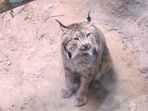 Cat Complex KK-open zoo