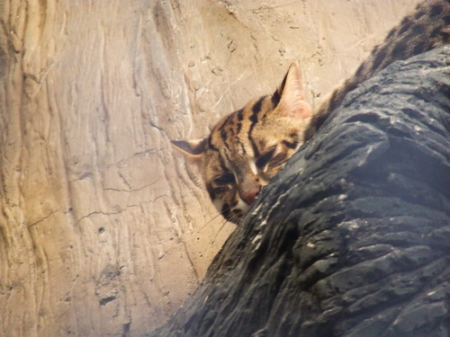 Cat Complex KK-open zoo