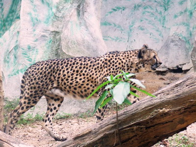 Cat complex KK-open zoo