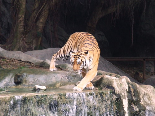 Cat Complex KK-open zoo