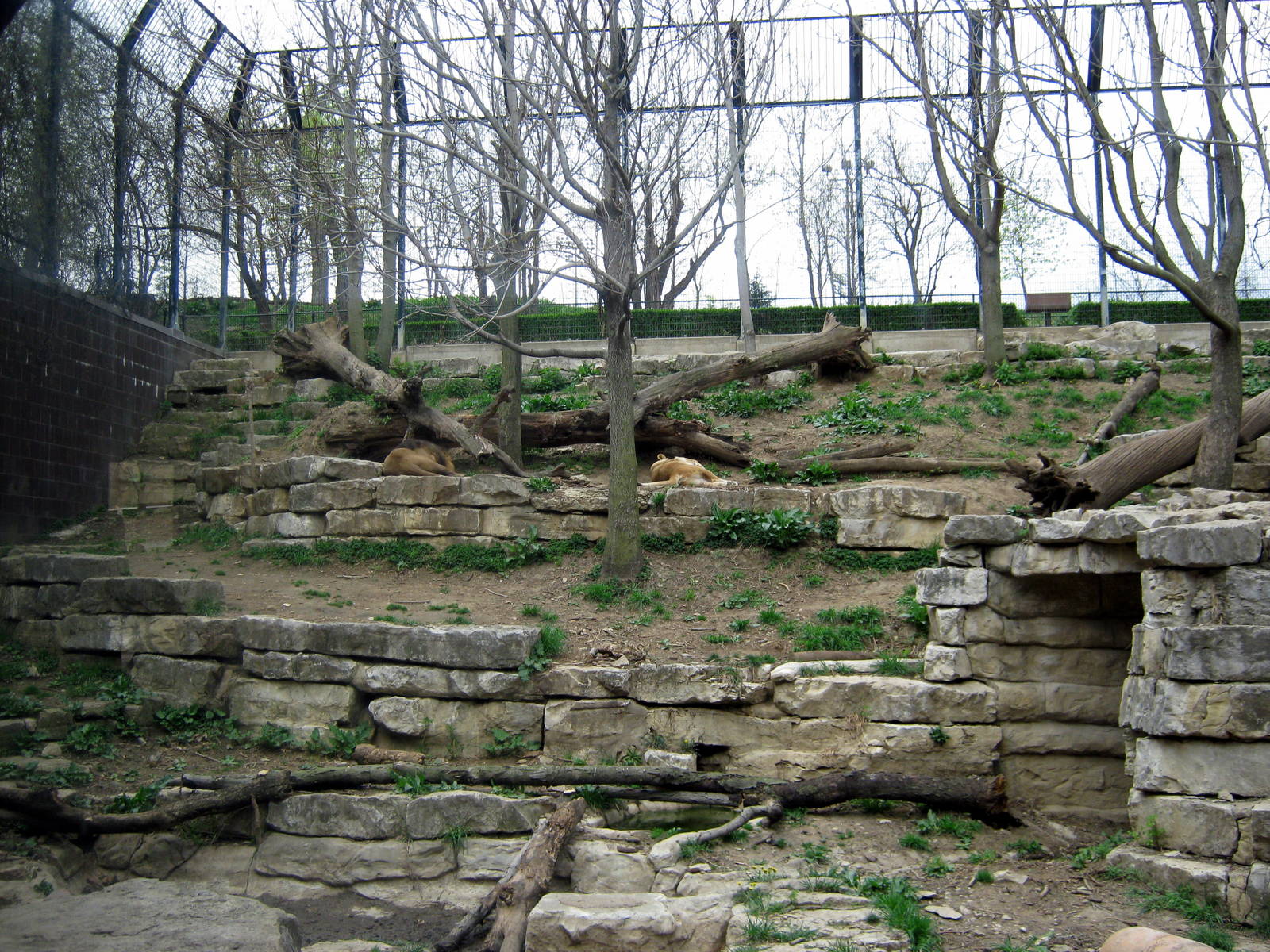 Cat Complex-Lion Exhibit