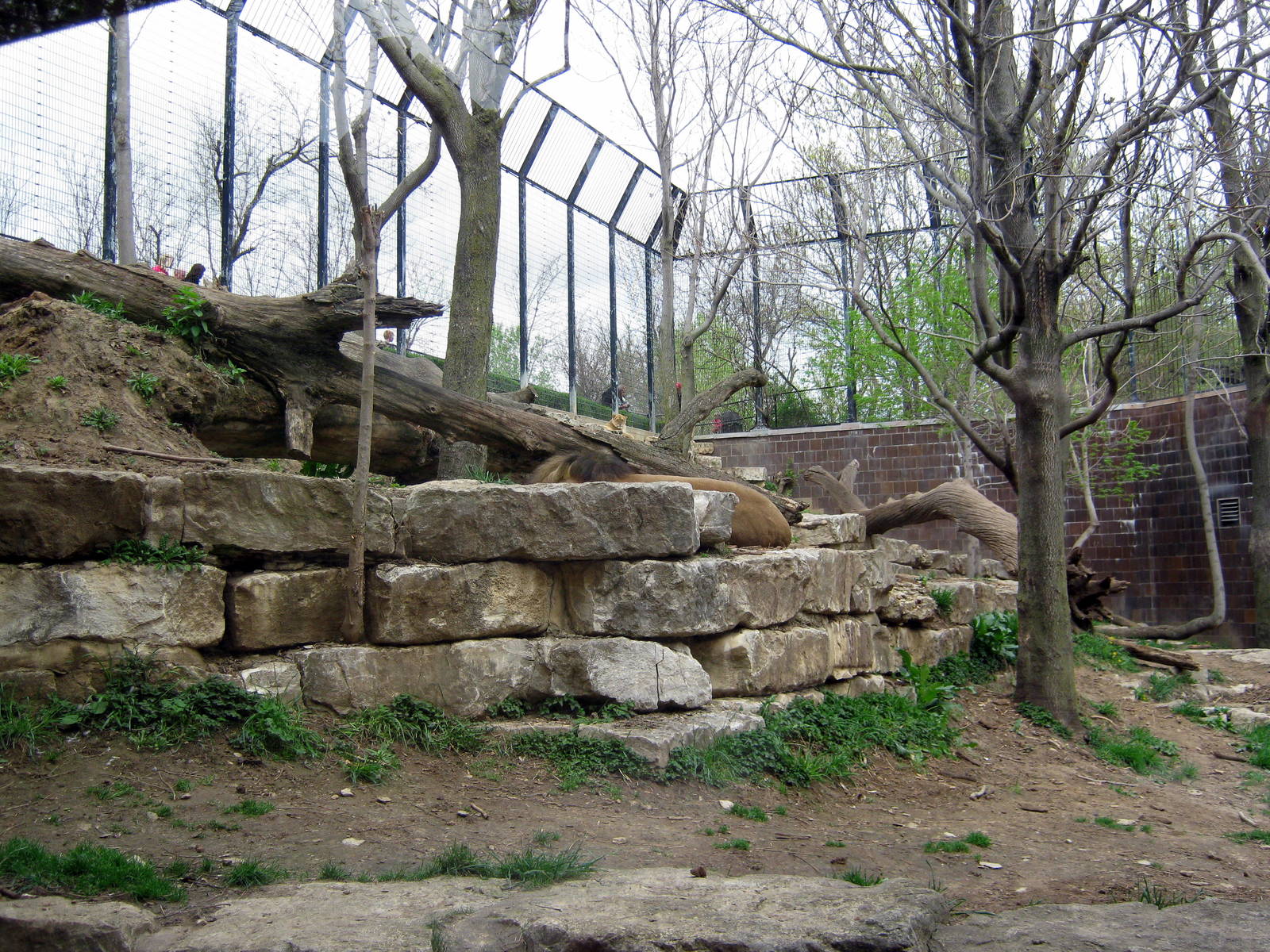 Cat Complex-Lion Exhibit