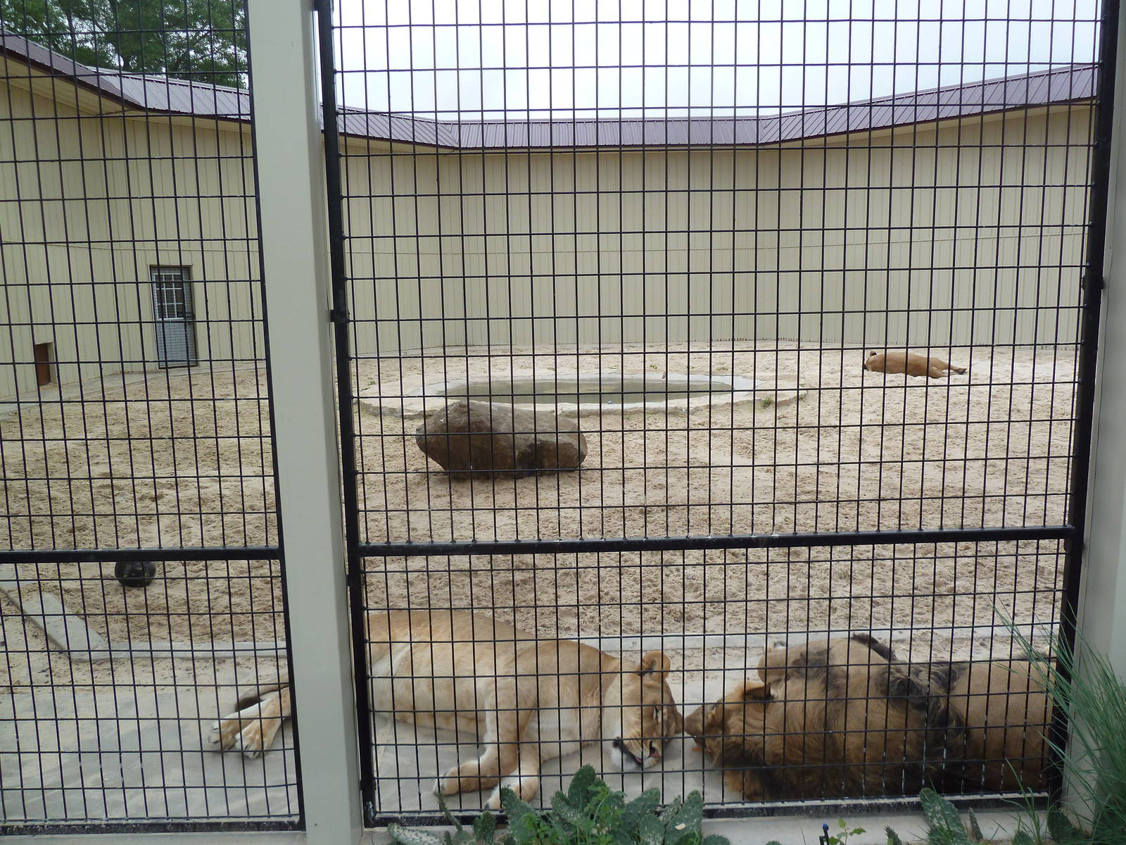 Cat Complex - Lion Exhibit