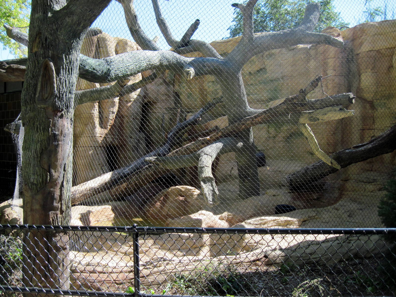 Cat Complex-Mountain Lion Exhibit