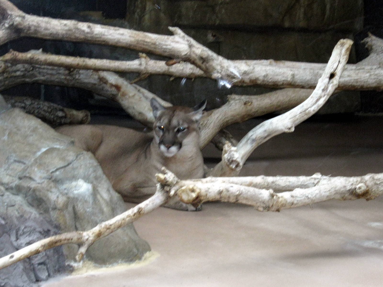 Cat Complex-Mountain Lion