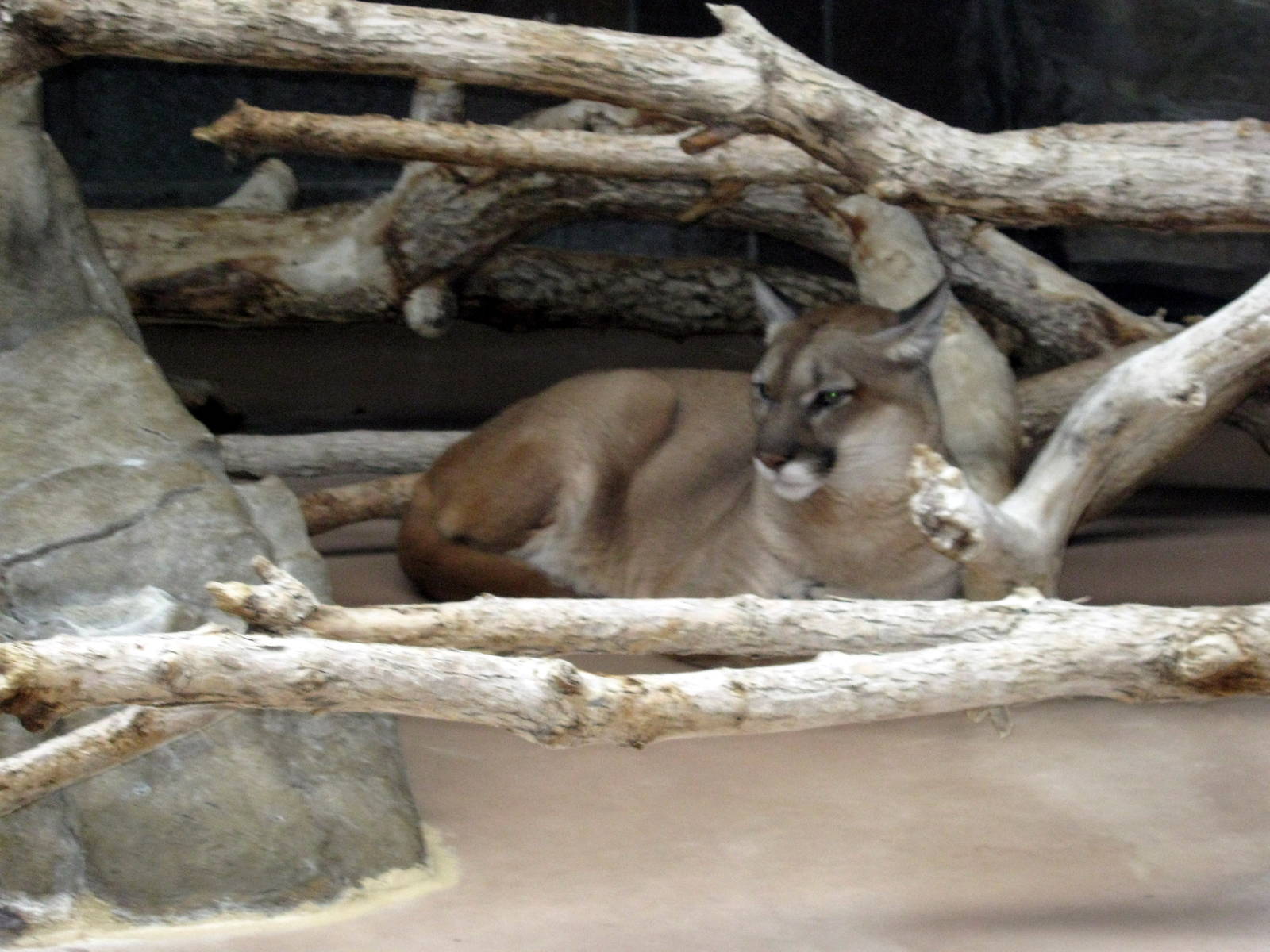 Cat Complex-Mountain Lion