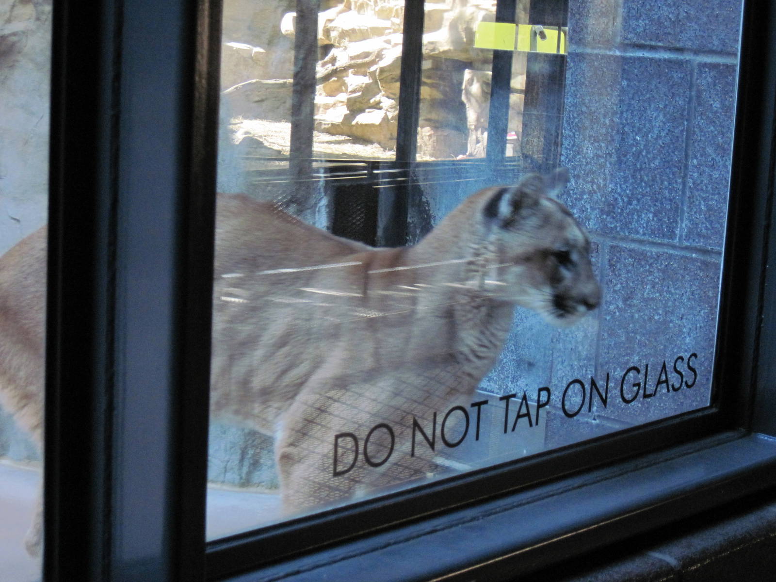 Cat Complex-Mountain Lion