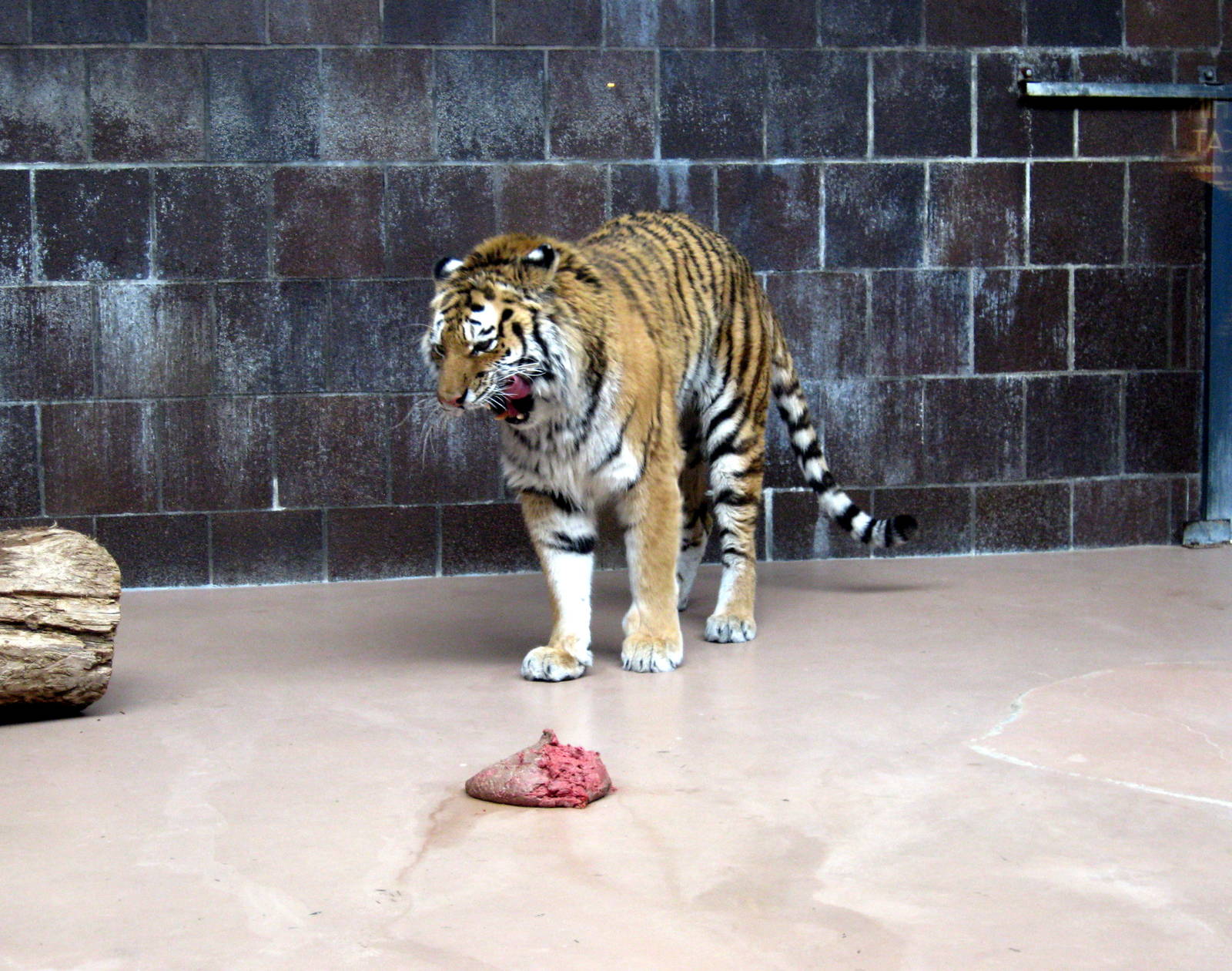 Cat Complex-Siberian Tiger