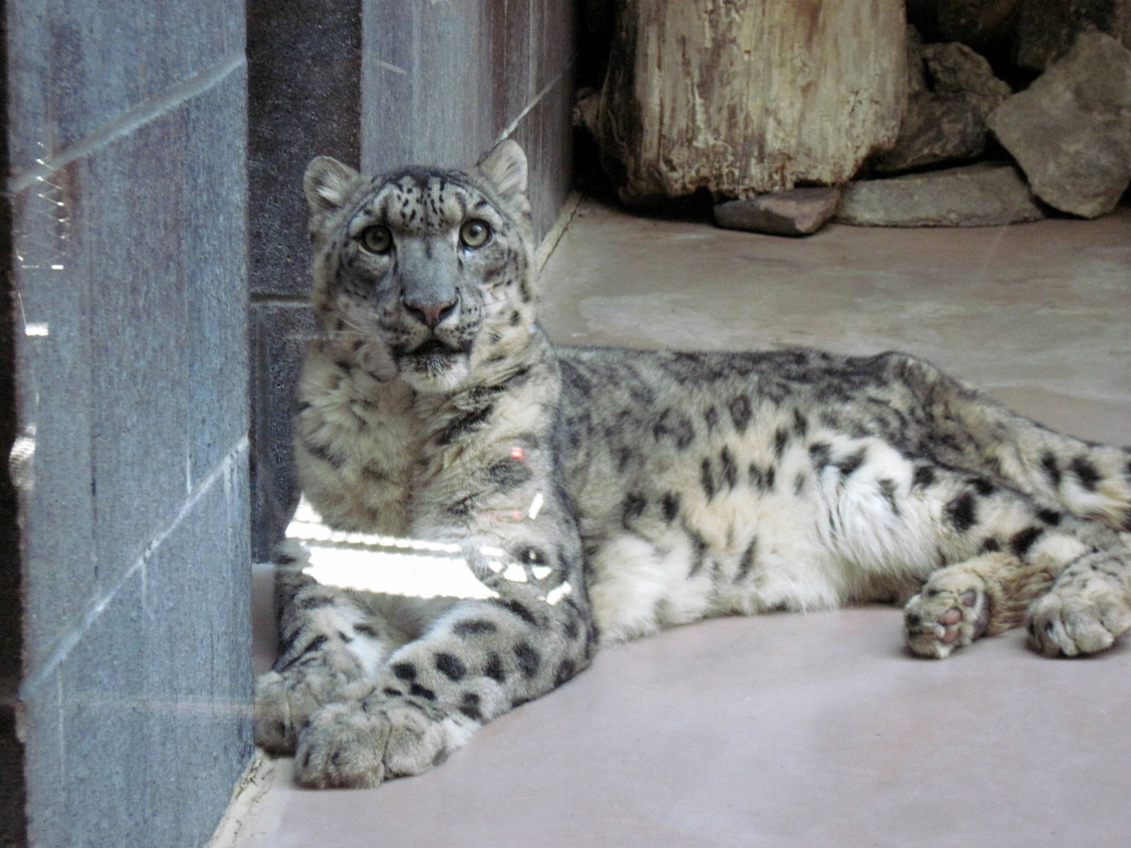 Cat Complex-Snow Leopard
