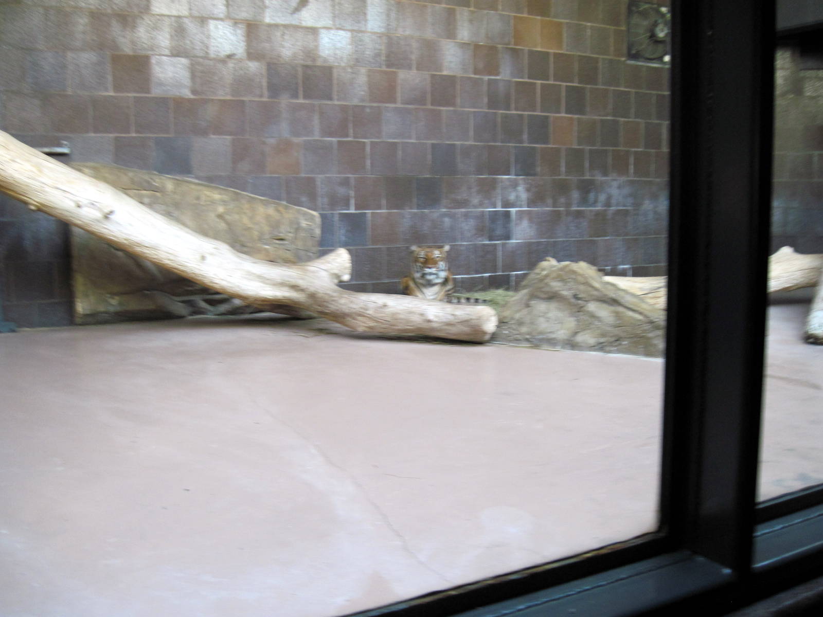 Cat Complex-Tiger Exhibit